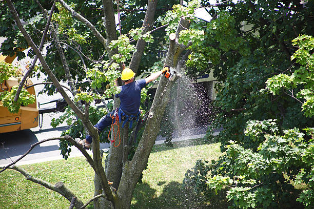 Best Tree Removal  in USA